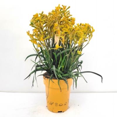 Anigozanthos Hibrida 'Downunder Dreams'