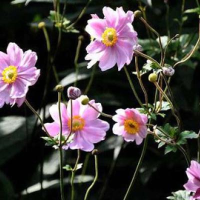 Anemone hyb. Prinz Heinrich