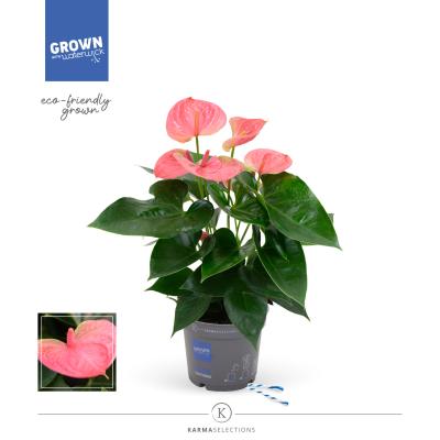 Anthurium 'Karma Pink'