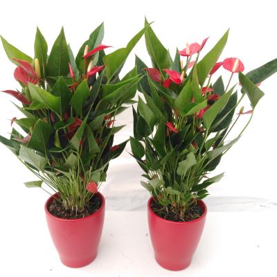 Anthurium - KARMA Million Caroline Red Cachepot