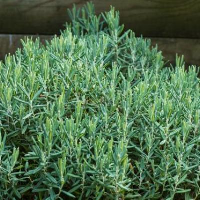 Andromeda polifolia 'Blue Lagoon'