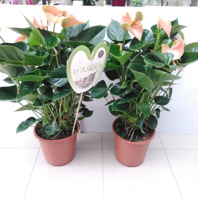 Anthurium 'Peachy Love'