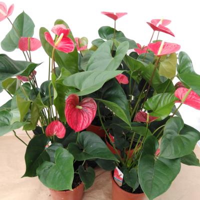 Anthurium andr. 'Red Winner' Basic