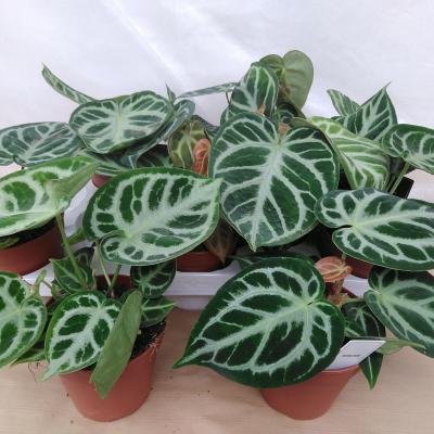 Anthurium Silver Blush