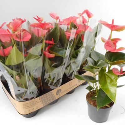 Anthurium 'Sweet Dreams' - PROMO