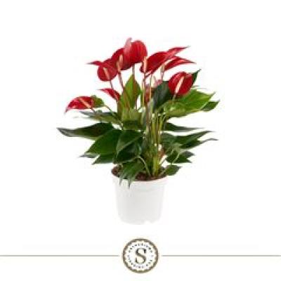 Anthurium 'Banderola Roja' Banderola 7+ bloemen