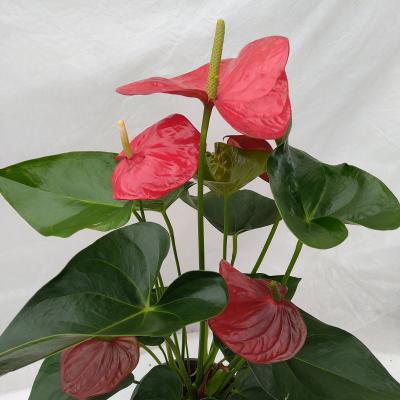 Anthurium Jambo