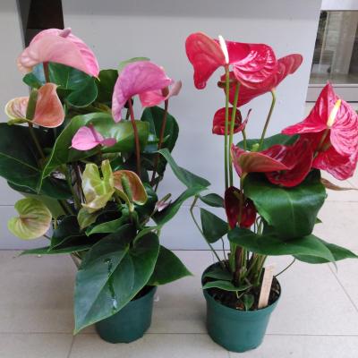 Anthurium  KARMA - Happy Mix - PROMO