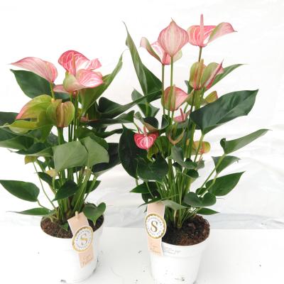 Anthurium 'Livium'