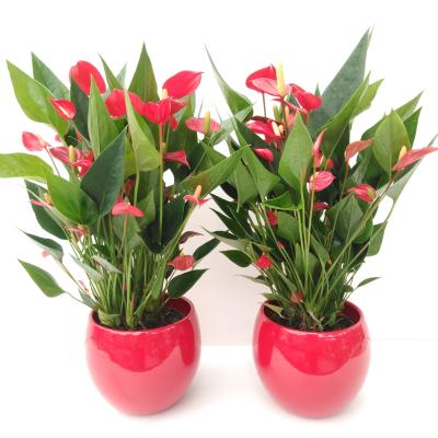 Anthurium Million Flowers Cachepot Lisa Red