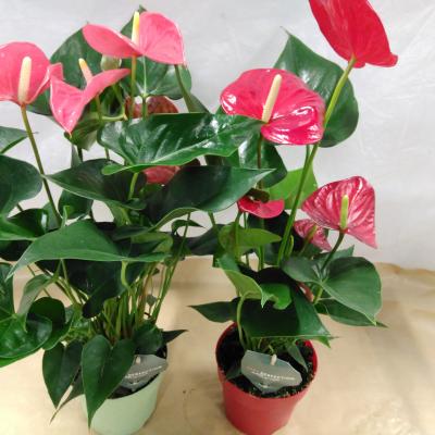 Anthurium Mix Rouge/Orange