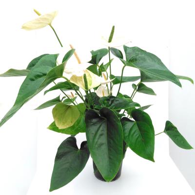 Anthurium andr. 'White Champion'