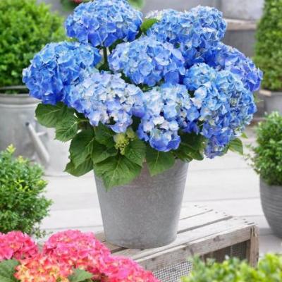 Hydrangea macr. 'Little Blue'
