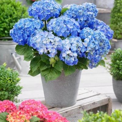 Hydrangea macr. 'Little Blue' ® (Little XS)