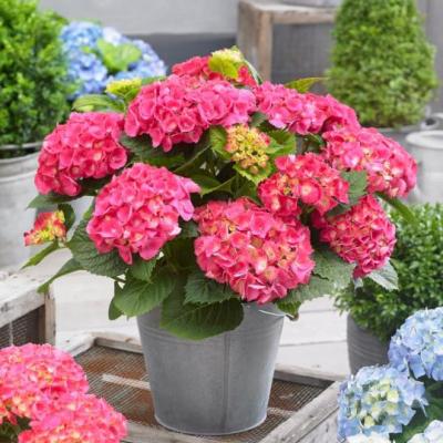 Hydrangea macr. 'Little Pink' ® (Little XS)