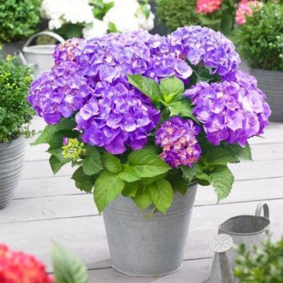Hydrangea macr. 'Little Purple' ® 