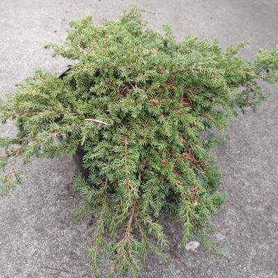 Juniperus comm. 'Lemon Carpet'