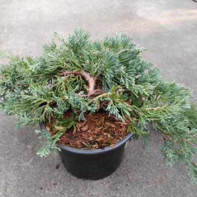 Juniperus horizontalis 'Wiltonii'