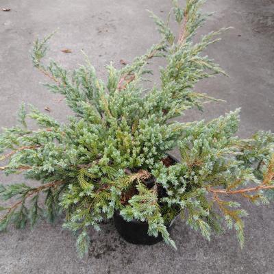 Juniperus squamata 'Blue Carpet'