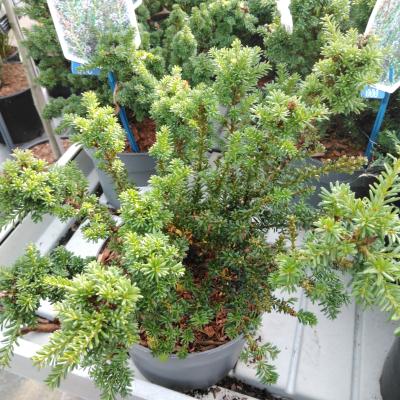 Podocarpus alpinus 'Red Tip'