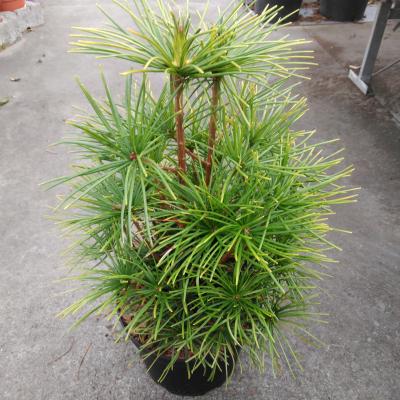 Sciadopitys verticillata