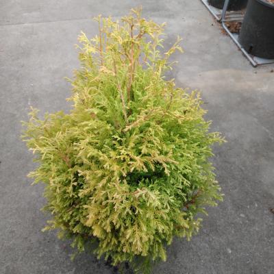 Thuja occ. 'Rheingold'