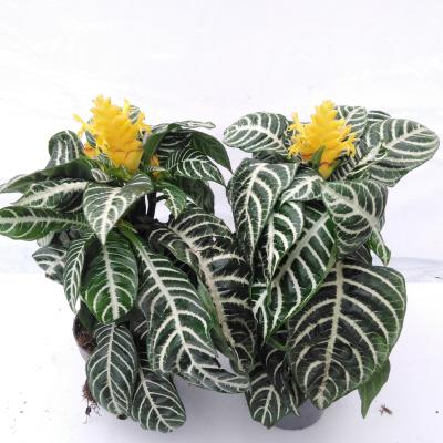 Aphelandra squarosa