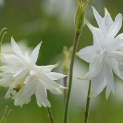 Aquilegia 'White Barlow