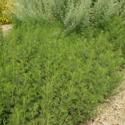 Artemisia abrotanum - Citroenkruid