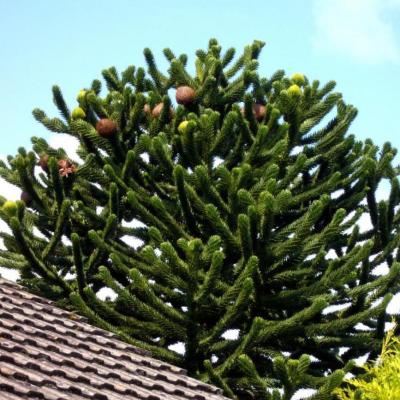 Araucaria araucana