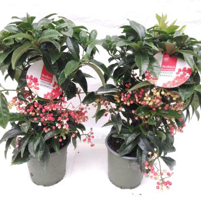 Ardisia crenata 'Bos Premium' 