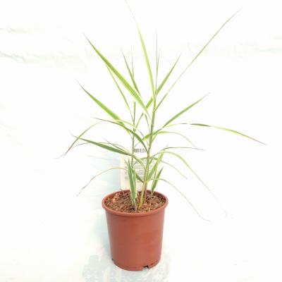 Arundo donax 'Ely'