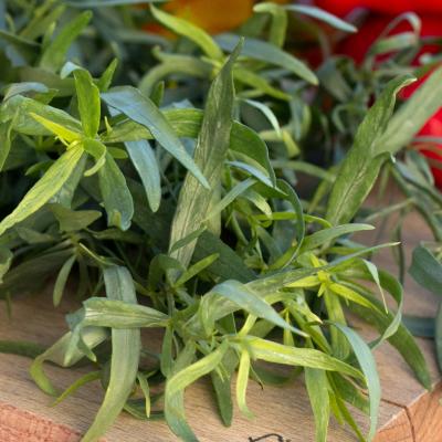 Artemisia dracunculus - Dragon - ITALIE