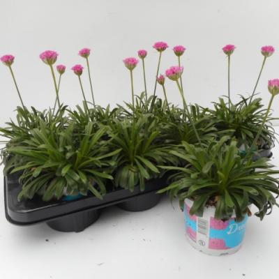 Armeria Dreameria roze