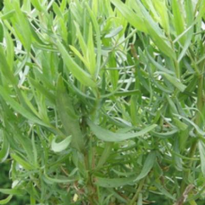 Artemisia dracunculus 'Senior' 