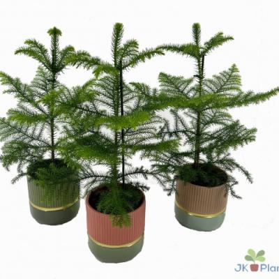 Araucaria heterophylla 'Nordic Pine'