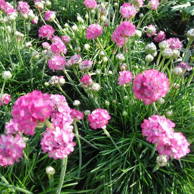 Armeria mar. 'Abbey Deep Rose'
