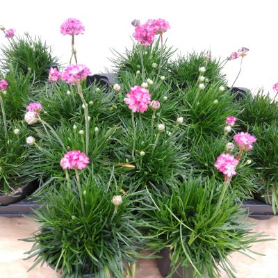 Armeria maritima Rose