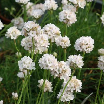 Armeria maritima White