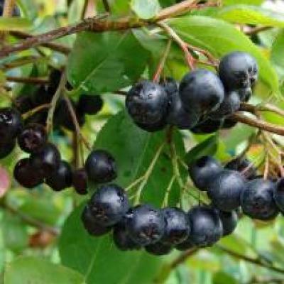 Aronia prunifolia 'Nero'