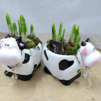 Cow Medium