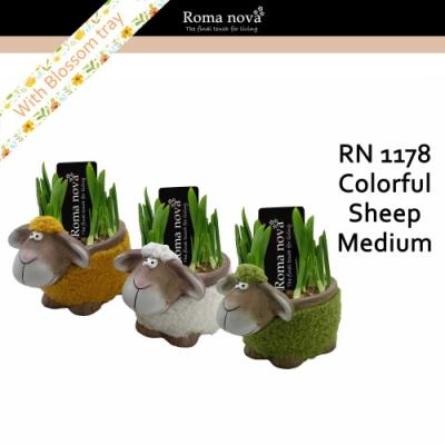 ARR Narcis met schaap Roma Nova