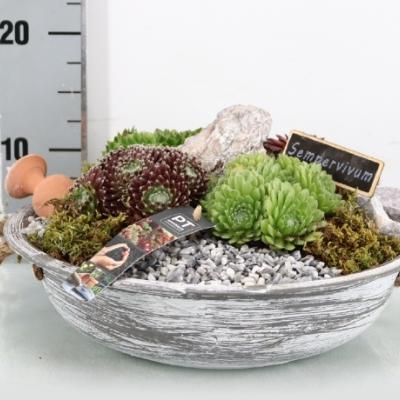 Arr. Sempervivum mix schaal grijs - PROMO