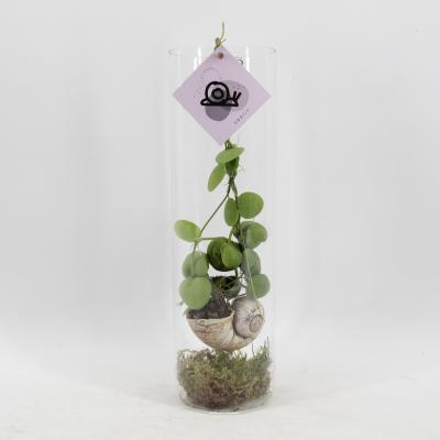 Arr. Dischidia Snaily -