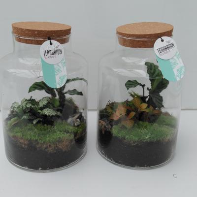 Terrarium arrangement