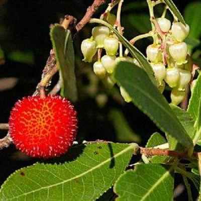 Arbutus unedo