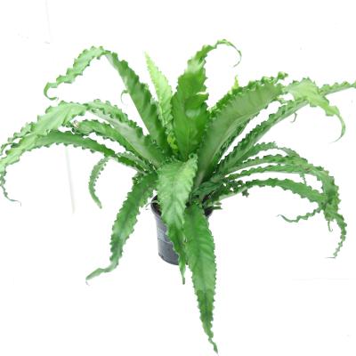 Asplenium antiquum 'Osaka'