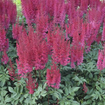 Astilbe x arendsii 'Paul Gaarder'