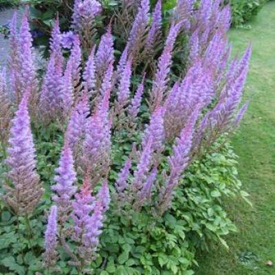 Astilbe chin. 'Pumila'