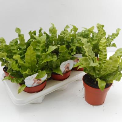 Asplenium 'Crispy Wave'